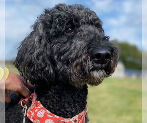 Goldendoodle Dogs for adoption in Pacolet, SC, USA