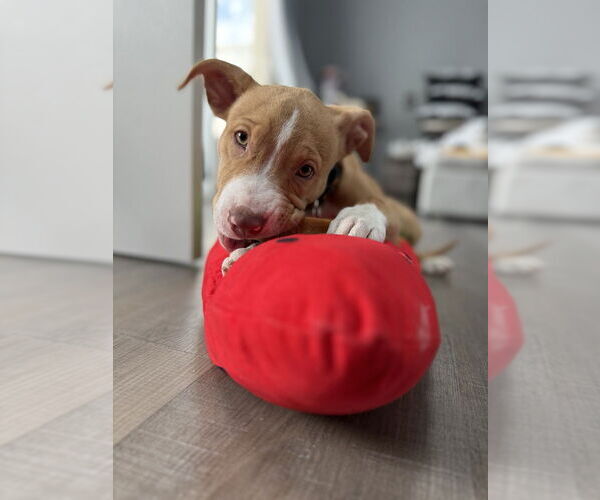 Medium Photo #3 Mutt Puppy For Sale in Wenonah, NJ, USA