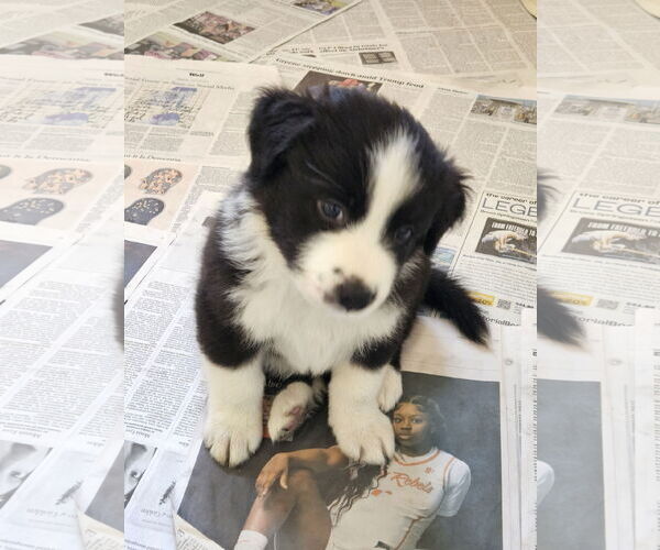 Medium Photo #2 Border Collie-Unknown Mix Puppy For Sale in Agoura Hills, CA, USA
