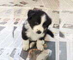 Small #1 Border Collie Mix