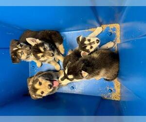 German Shepherd Dog-Siberian Husky Mix Dogs for adoption in Orange, CA, USA