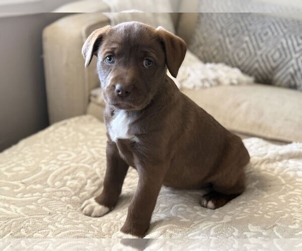 Medium Photo #1 Aussiedoodle Puppy For Sale in Fenton, MO, USA