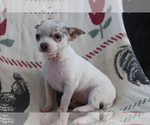Small Photo #1 Chihuahua Puppy For Sale in SHILOH, OH, USA