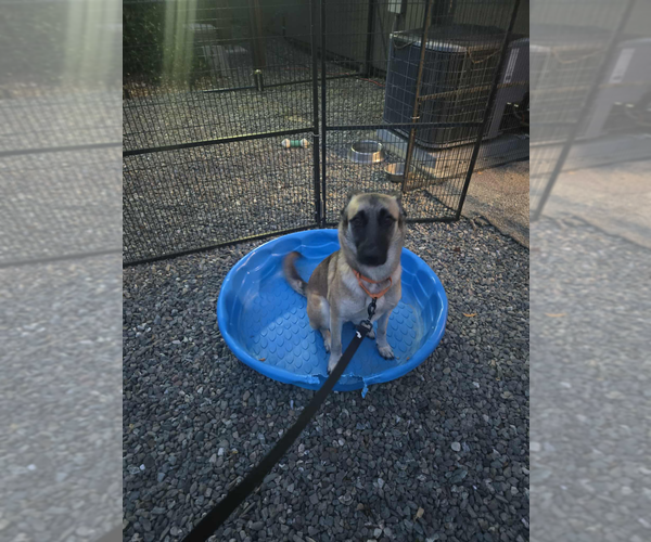 Medium Photo #6 Mutt Puppy For Sale in Imlay City, MI, USA