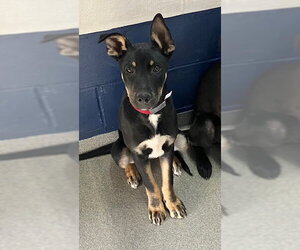 Mutt Dogs for adoption in Sterling, MA, USA