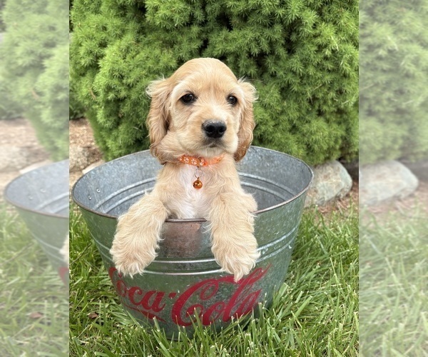 Medium Photo #3 Cocker Spaniel Puppy For Sale in MIDDLEBURY, IN, USA