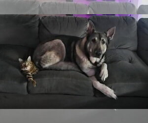 German Shepherd Dog Dogs for adoption in Tampa, FL, USA