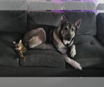 Small German Shepherd Dog