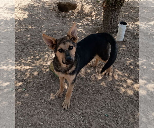 Medium Photo #2 Australian Kelpie Puppy For Sale in Apple Valley, CA, USA