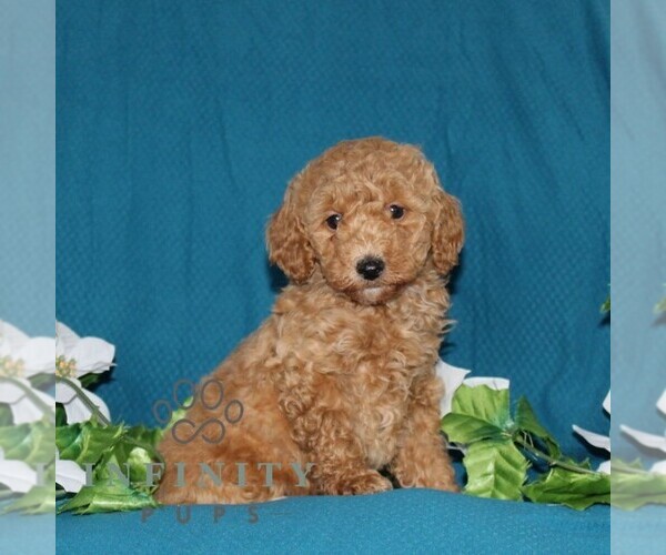 Medium Photo #4 Goldendoodle (Miniature) Puppy For Sale in OXFORD, PA, USA