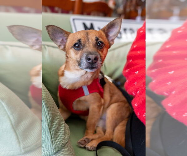 Medium Photo #2 Chiweenie Puppy For Sale in Mundelein, IL, USA