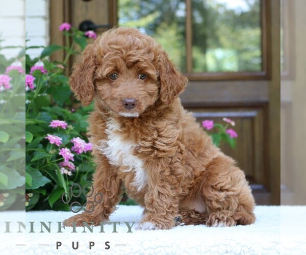 Medium Photo #1 Goldendoodle (Miniature) Puppy For Sale in NARVON, PA, USA