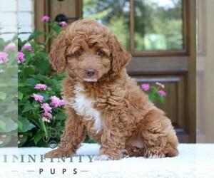 Goldendoodle (Miniature) Puppy for sale in NARVON, PA, USA