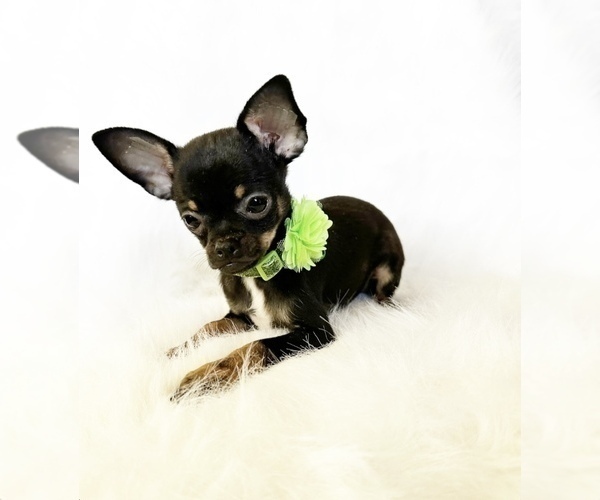 Medium Photo #3 Chihuahua Puppy For Sale in SACRAMENTO, CA, USA