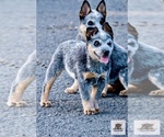 Small #5 Australian Cattle Dog