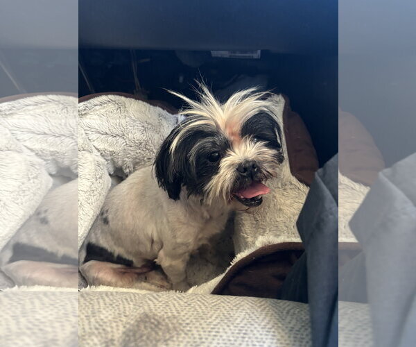 Medium Photo #1 Shih Tzu-Unknown Mix Puppy For Sale in Grafton, WI, USA