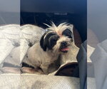 Penny - ADOPTION IN PROCESS - Female Shih Tzu-Unknown Mix Dog for Adoption - Small photo