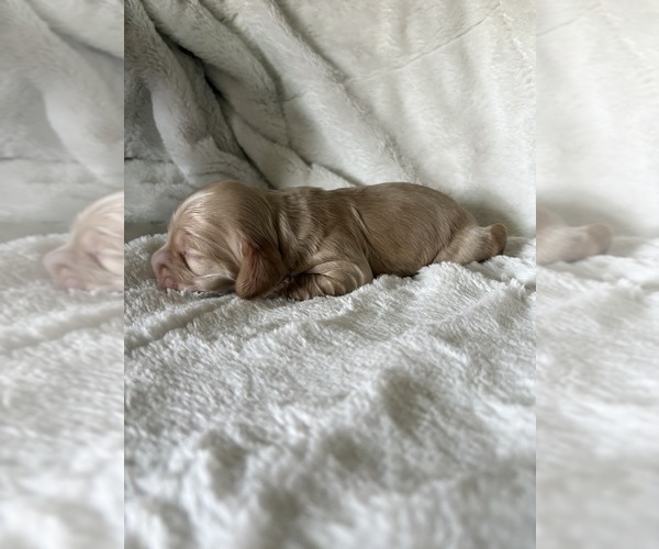 Medium Photo #8 Cocker Spaniel Puppy For Sale in LEANDER, TX, USA