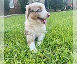 Small #2 Australian Shepherd