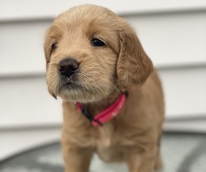Goldendoodle-Poodle (Miniature) Mix Puppy for sale in NORTH CLARENDON, VT, USA
