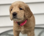 Small Goldendoodle-Poodle (Miniature) Mix