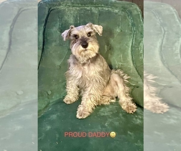 Medium Photo #1 Schnauzer (Miniature) Puppy For Sale in AUGUSTA, GA, USA