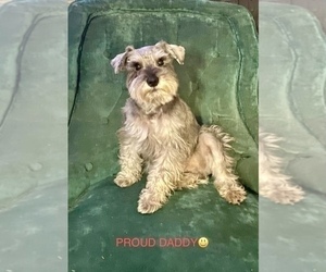 Father of the Schnauzer (Miniature) puppies born on 08/21/2025