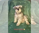 Small Photo #1 Schnauzer (Miniature) Puppy For Sale in AUGUSTA, GA, USA