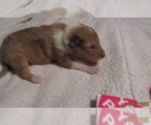 Collie Puppy for sale in HIGH POINT, NC, USA