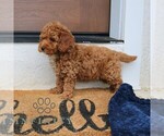Small #3 Cavapoo