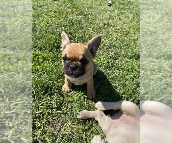 Medium Photo #14 French Bulldog Puppy For Sale in SIOUX FALLS, SD, USA
