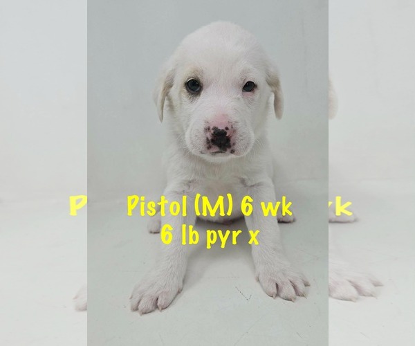 Medium Photo #3 Great Pyrenees-Unknown Mix Puppy For Sale in pomfret, CT, USA