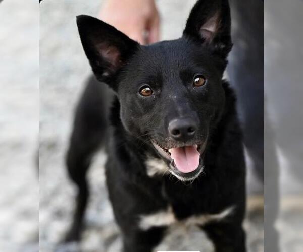 Medium Photo #1 Texas Heeler-Unknown Mix Puppy For Sale in Santa Cruz, CA, USA