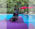 Small #5 Welsh Corgi Mix