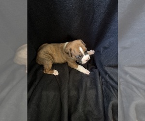 Medium Boxer