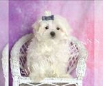Small #2 Maltese