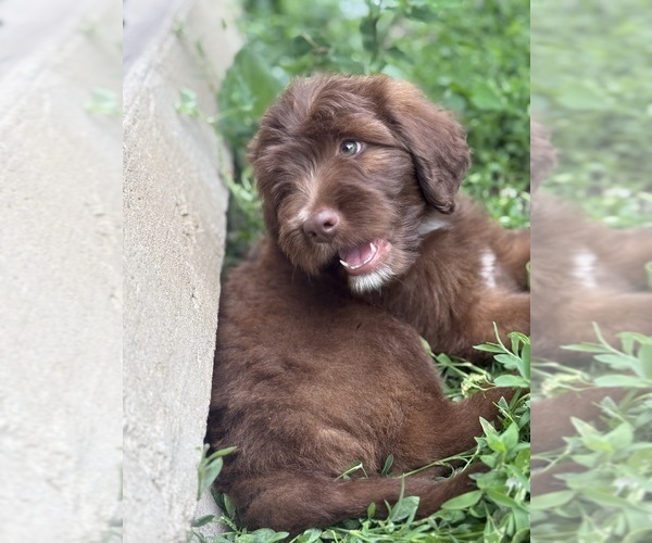 Medium Photo #5 Aussiedoodle Miniature  Puppy For Sale in WOODSTOCK, IL, USA