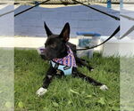 Small #4 German Shepherd Dog Mix