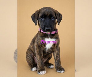 Mutt Dogs for adoption in Jackson Township, NJ, USA