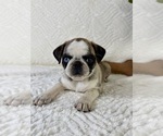 Small #1 Pug