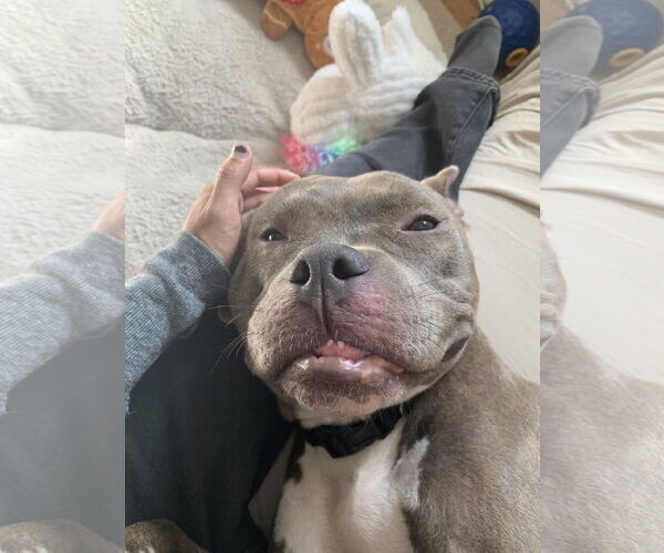 Medium Photo #9 American Pit Bull Terrier-Staffordshire Bull Terrier Mix Puppy For Sale in Princeton, MN, USA