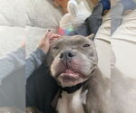 Small #8 American Pit Bull Terrier-Staffordshire Bull Terrier Mix