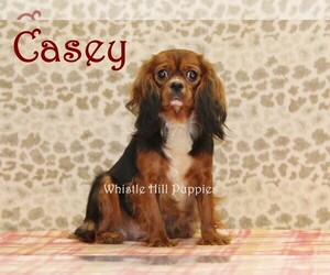 Mother of the Cavapoo (Miniature) puppies born on 12/13/2025