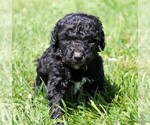 Small Photo #19 Saint Berdoodle Puppy For Sale in CLAYTON, WA, USA