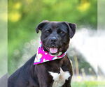 Small #5 Labrador Retriever Mix