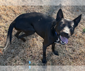 German Shepherd Dog-Unknown Mix Dogs for adoption in Raleigh, NC, USA