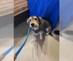 Small Miniature Schnauzer Mix