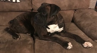 Father of the Boxer puppies born on 09/22/2018