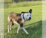 Small #1 Mutt