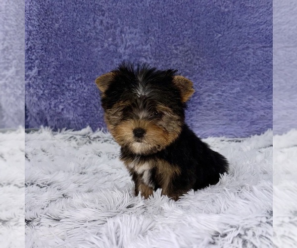 Medium Photo #11 Yorkshire Terrier Puppy For Sale in SANDY HOOK, KY, USA